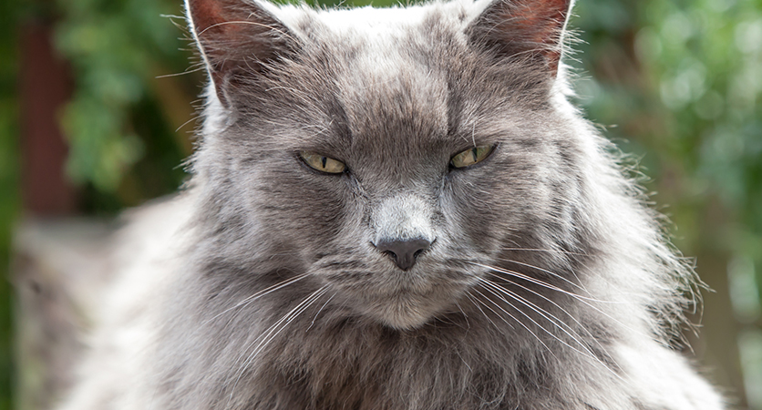 Artrosi del gatto: rimedi Secondo Natura
