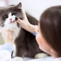 Malattia parodontale nel gatto: prevalenza e fattori di rischio