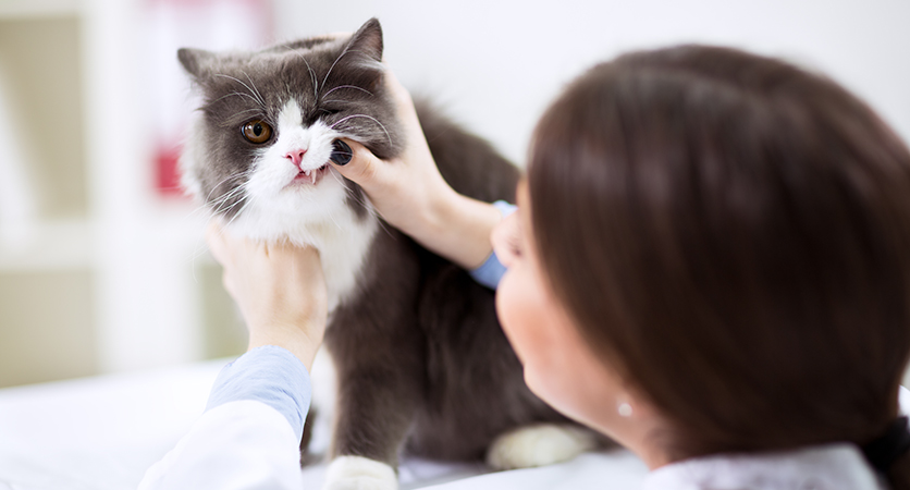 Malattia parodontale nel gatto: prevalenza e fattori di rischio