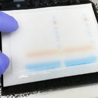 Glomerulare o tubulare? La proteinuria nel paziente canino