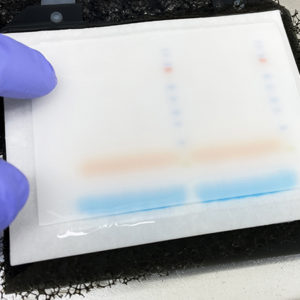 Glomerulare o tubulare? La proteinuria nel paziente canino