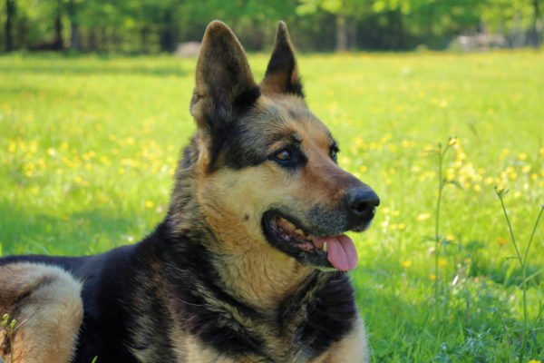 Ritardo cicatriziale nel cane? C’è un gel che fa la differenza