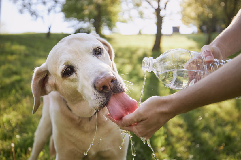 Caldo e vacanze: alcuni consigli per godersi l’estate