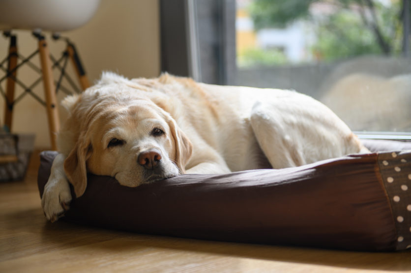 Cani anziani: il rapporto fra demenza e disturbi del sonno