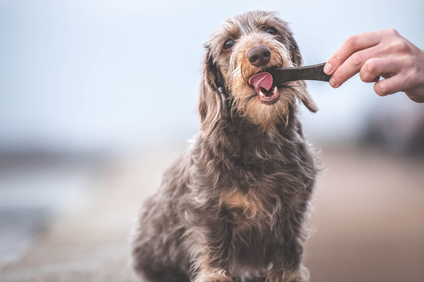 Nuovi Restomyl® Dentalbones Mini per cani di taglia piccola