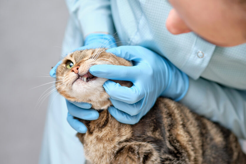 Non è mai troppo presto: la gengivite nel gatto richiede attenzione, ad ogni età