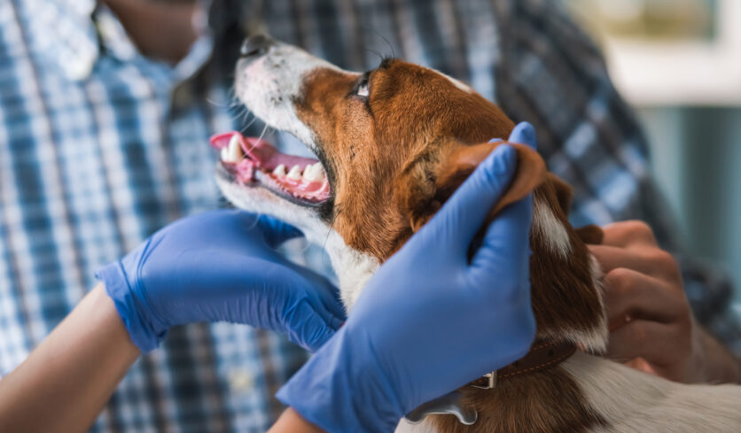 Spazzolino e dentifricio? Ai proprietari serve più motivazione