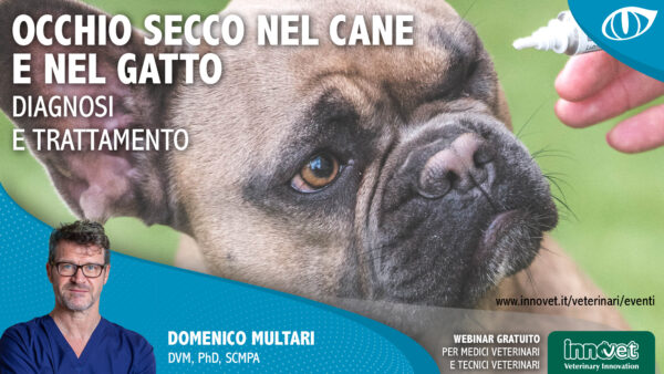 Occhio secco nel cane e nel gatto: Diagnosi e trattamento