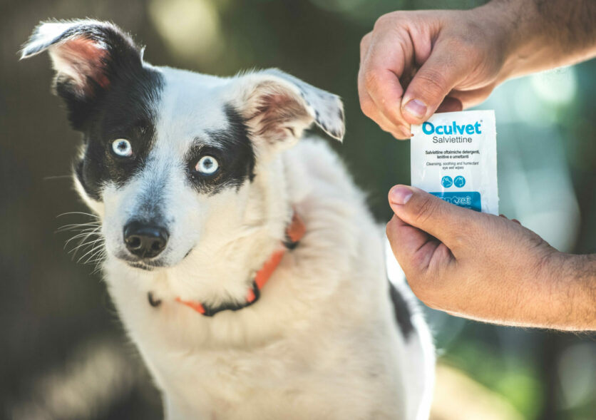 ESTATE IN VISTA: PROTEGGI GLI OCCHI DEL TUO PET CON LA LINEA OCULVET®