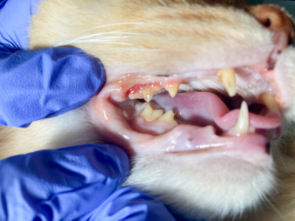 PREVALENZA E FATTORI DI RISCHIO PER LA GENGIVITE FELINA