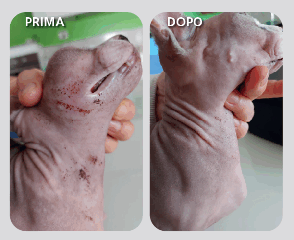 EFFICACIA DI UNA MOUSSE DERMATOLOGICA: NUOVI STUDI CLINICI NEL CANE E NEL GATTO