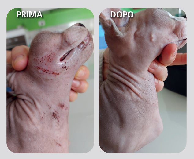 EFFICACIA DI UNA MOUSSE DERMATOLOGICA: NUOVI STUDI CLINICI NEL CANE E NEL GATTO