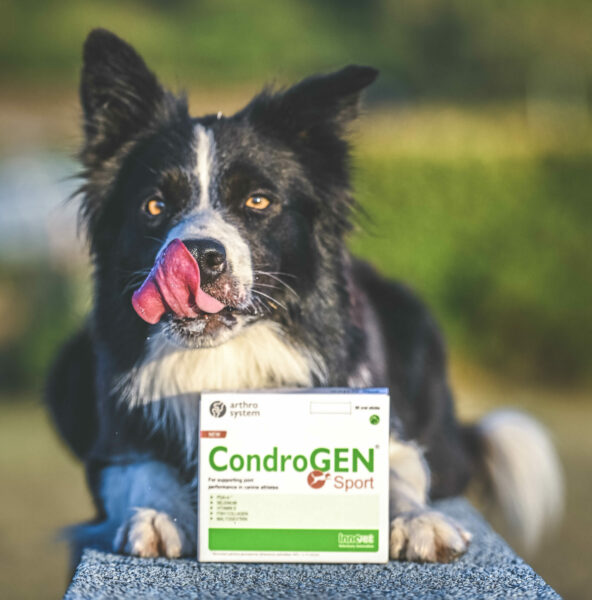 Immagine per l'articolo: GIOCO, SPORT E SALUTE ARTICOLARE: IL SUCCESSO DI CONDROGEN® AL DOG SPORT EXPERIENCE 2025