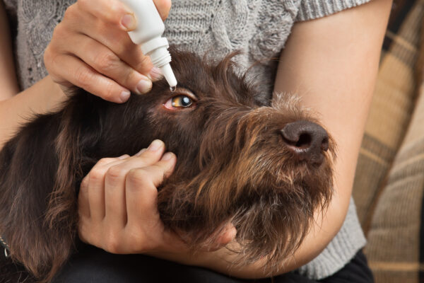 Immagine per l'articolo: TERAPIA OFTALMICA NEL CANE: OCCHIO AL PROPRIETARIO!