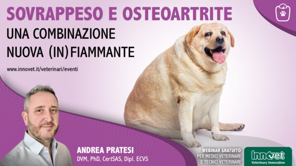 Sovrappeso e osteoartrite: una combinazione nuova (in)fiammante