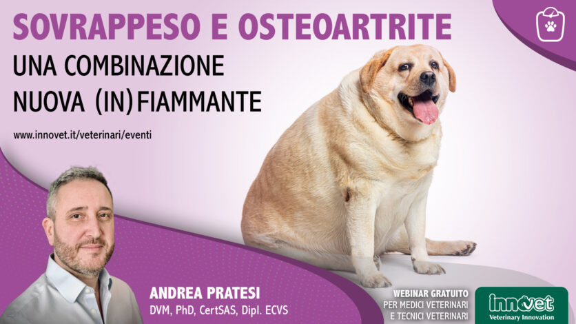 Sovrappeso e osteoartrite: una combinazione nuova (in)fiammante
