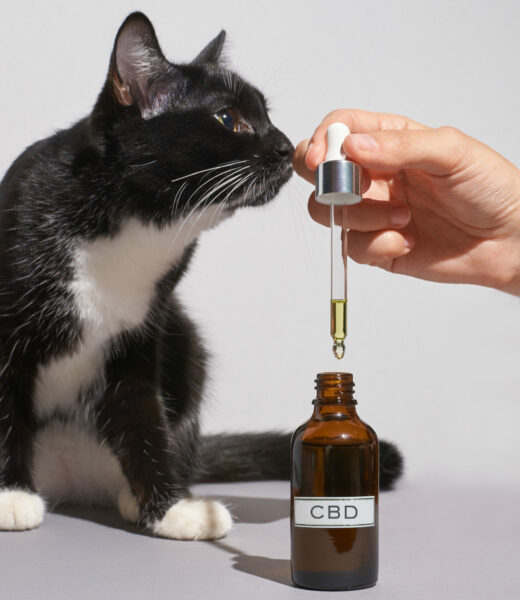 Immagine per l'articolo: CBD VETERINARIO: TRA NORME ITALIANE E INCERTEZZE GLOBALI