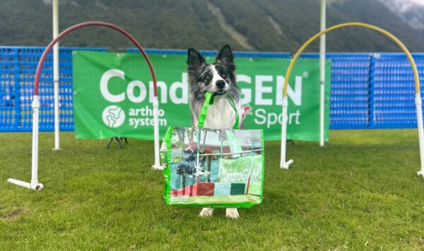 Immagine per l'articolo: Un mese dopo: Toby Dog Summer Camp 2025 si conferma un successo cinofilo