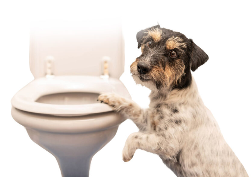 Cane con una zampa sulla tazza del WC