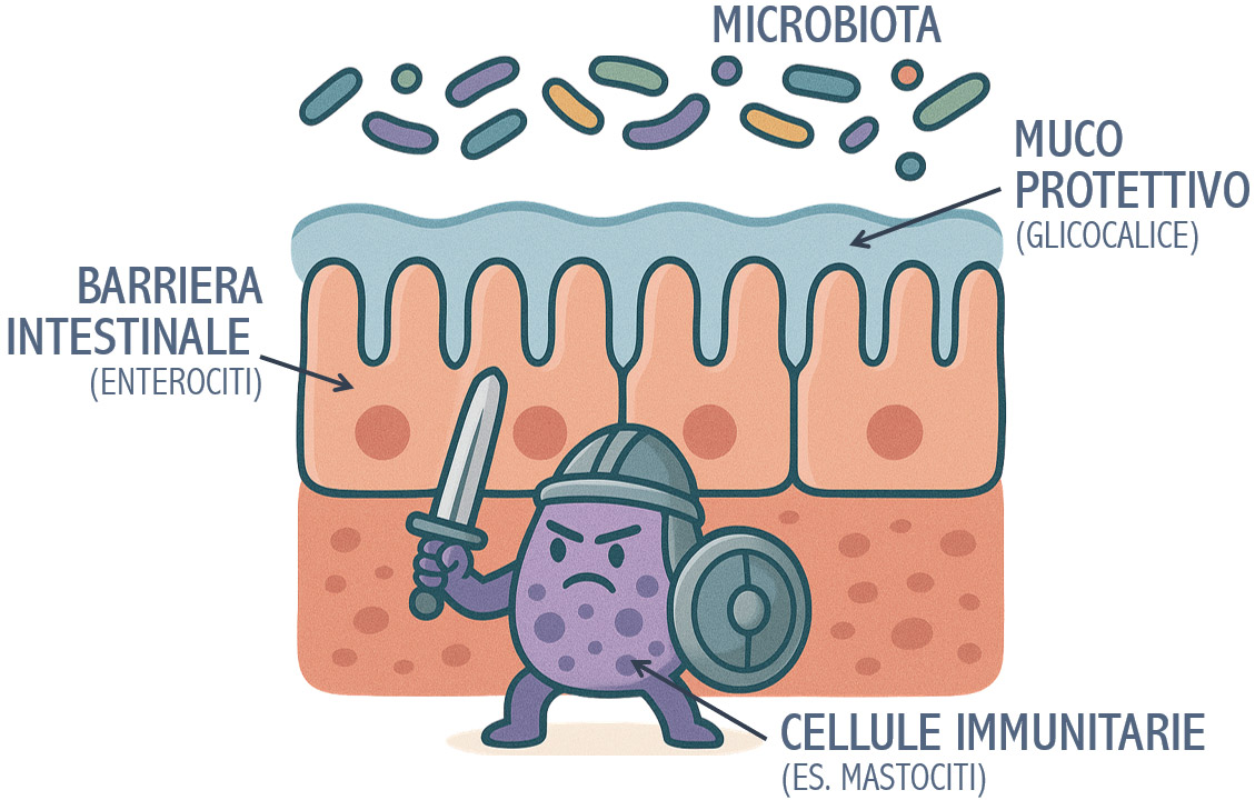 Illustrazione della barriera intestinale difesa da microbiota, glicocalice, enterociti e cellule immunitarie