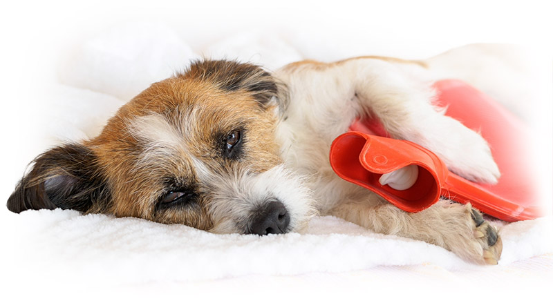 Immagine di un cane sofferente coricato a letto con la borsa dell'acqua calda tra le zampe