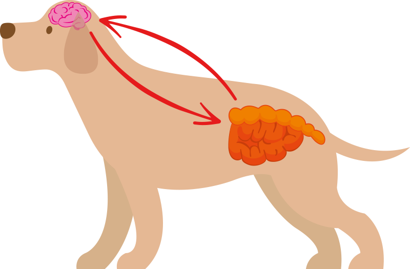 Illustrazione di un cane che mostra la relazione tra intestino e cervello