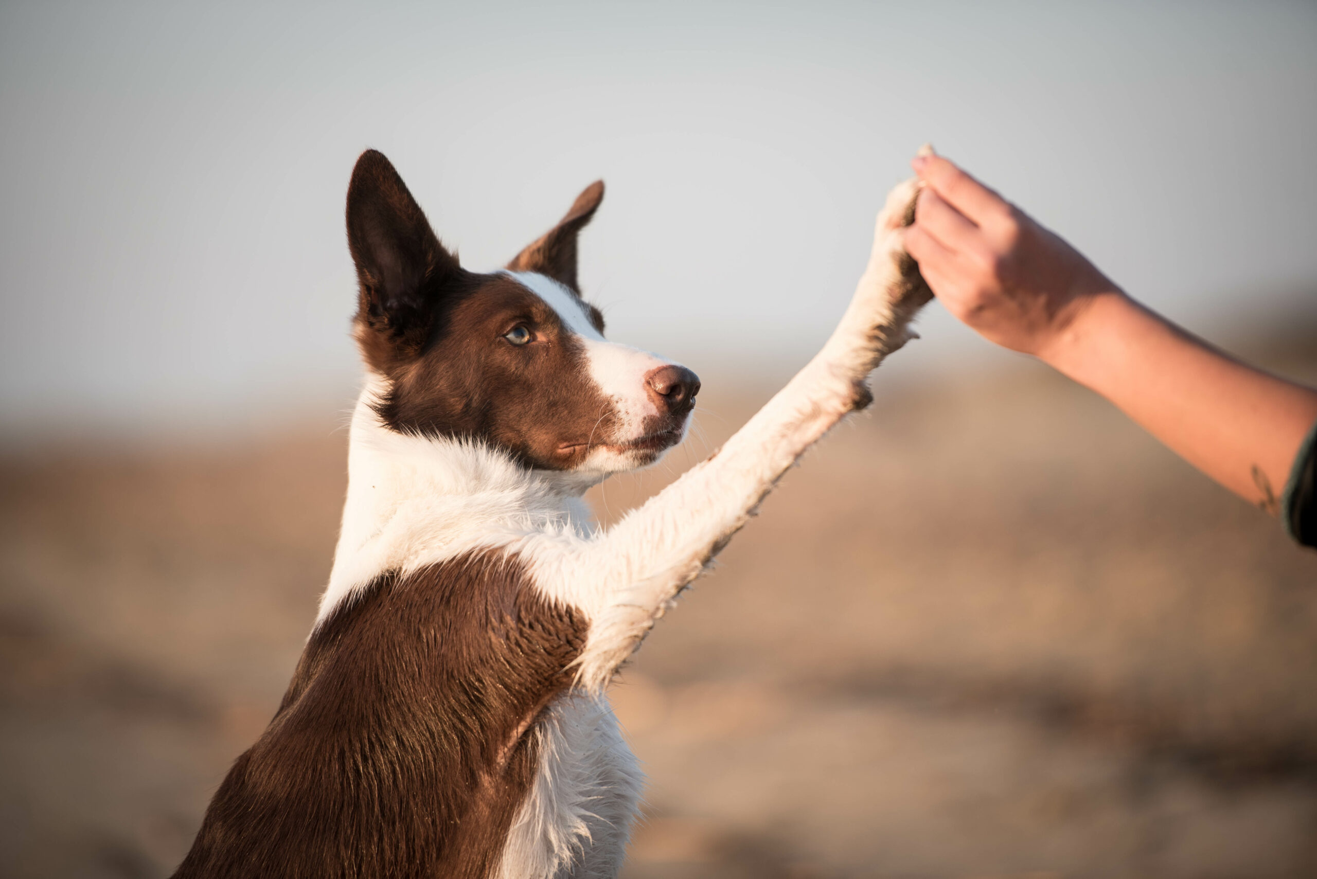 Immagine per l'articolo: Nuovi trend di benessere dei pet: dal “naturale” al “secondo Natura”…
