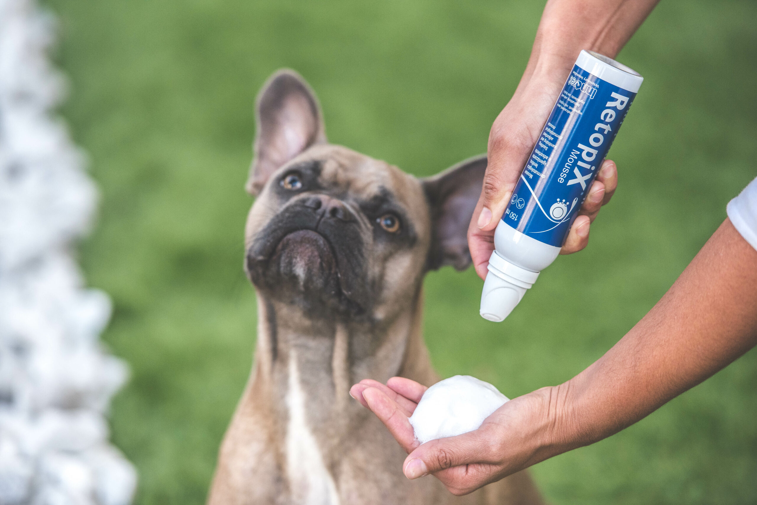 Immagine per l'articolo: Primavera: come proteggere la cute di cani e gatti