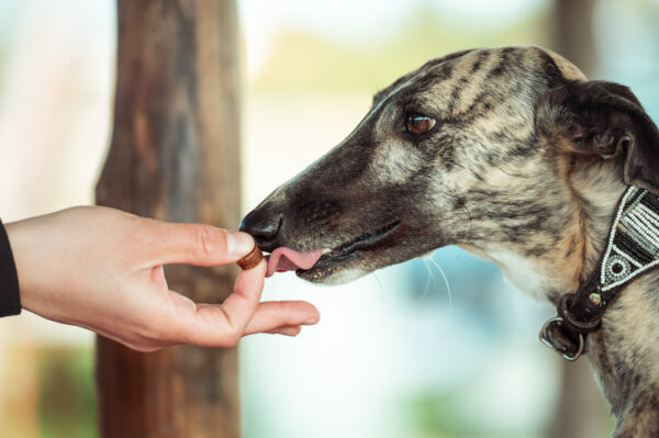 Immagine per l'articolo: CUTE E INTESTINO, OSSERVATI SPECIALI IN PRIMAVERA