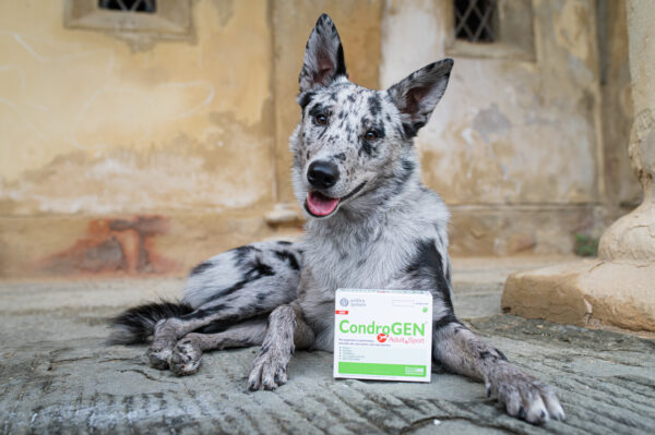 Immagine per l'articolo: PALMITOIL-GLUCOSAMINA NEI CANI DA RICERCA E SOCCORSO: NUOVI DATI DI EFFICACIA