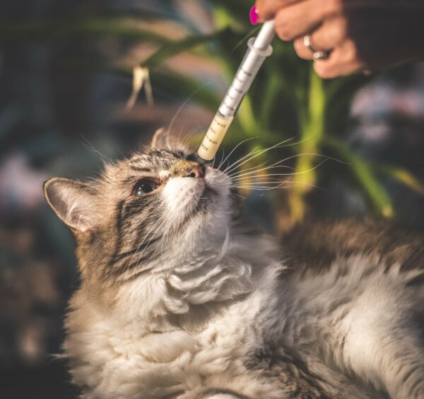 Immagine per l'articolo: OBESITÀ FELINA: NUOVI DATI DI EFFICACIA SULL’IMPIEGO DI OLALIAMID®