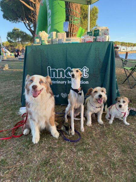 Immagine per l'articolo: Dog Sport Experience 2026: oltre 3.000 cani protagonisti di una settimana dedicata allo sport e al benessere